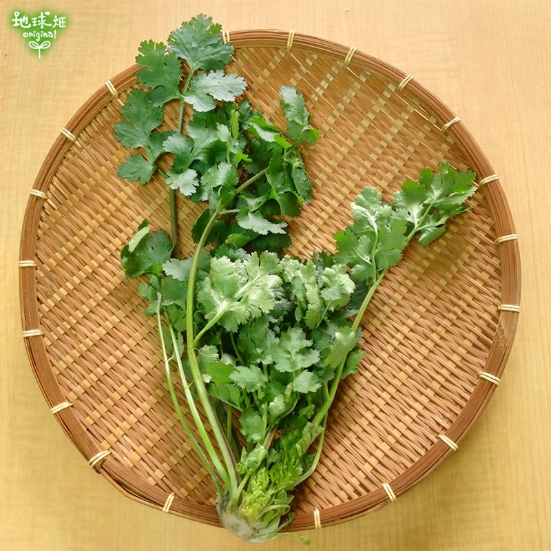 期間限定　パクチー　香菜　新鮮コリアンダー　業務用　大量　卸し　4kg クール便 送料無料【朝市場直行】千葉県ほか コリアンダー パクチー（香菜）1束