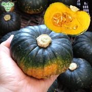 �ߥ�� 1��(��300g��1kg) �ߥˤ��ܤ��� ȯ������7���8��