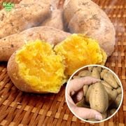 10����ȯ�� ��Ǽ���� S (1��50��100g) 2kg 2026ǯ��