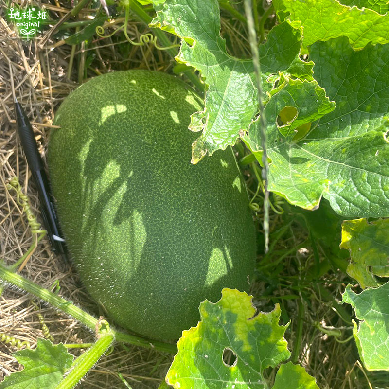 ɱ�Ȥ����� 4�� (1��1��2kg) �߱� ȯ������8��ܡ�11��