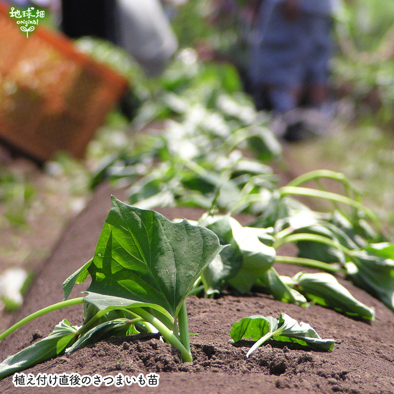 ���䤢�꤬�Ȥ��������ޤ��� ���Ƥ����ͭ����Ǽ�� ML������ 5kg �ڻ���ľ��������̵�� �������ϰ����������� ��ľ