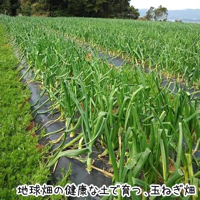 green 産地直送玉ねぎ20キロ 自然栽培 新玉ねぎ 無農薬 20kg 送料無料 自然栽培、有機肥料のみ使用 新