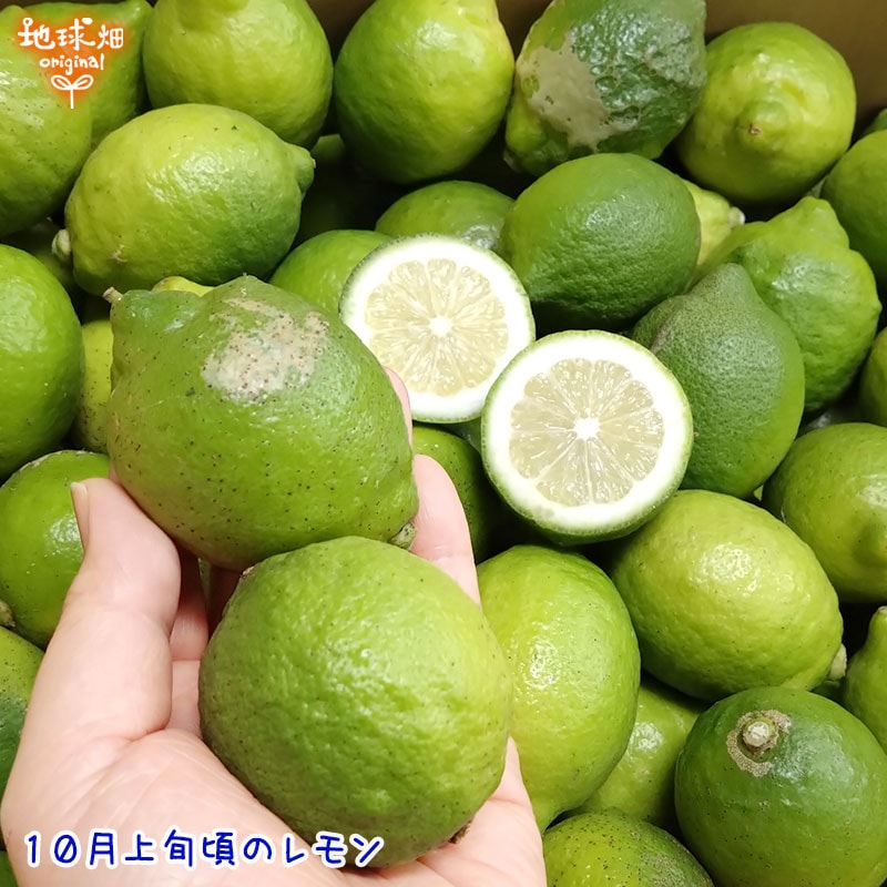 ����(�ꥹ�ܥ�) 2kg �����������Ի��� ȯ������10���1��