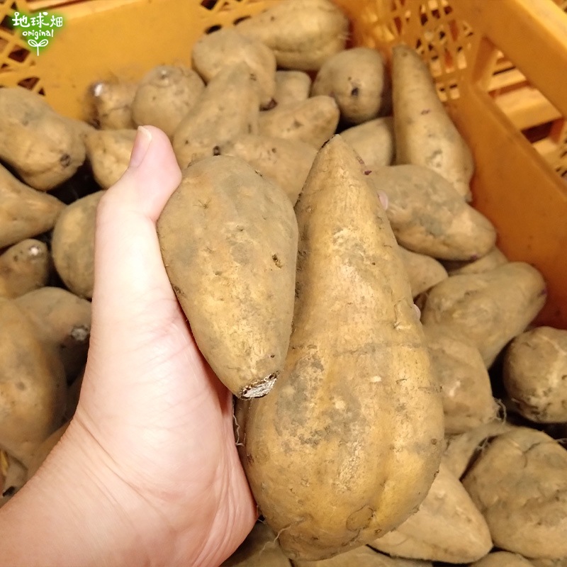 ��Ǽ���� ML (1��100��500g) 4kg 2026ǯ��