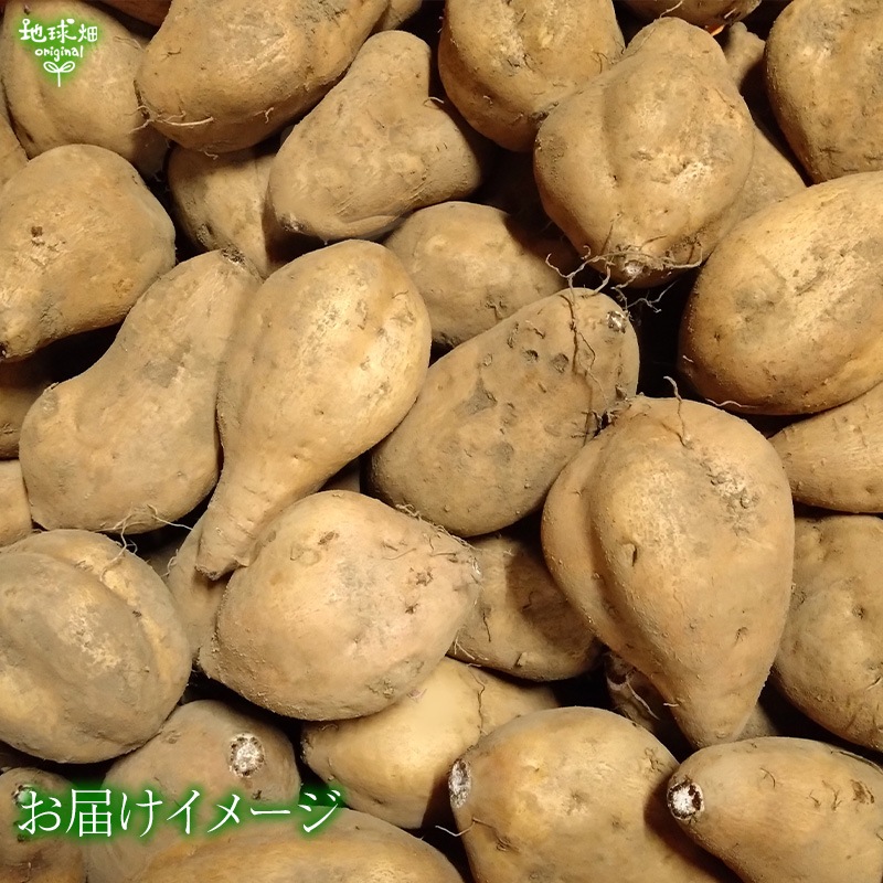 ��Ǽ���� ML (1��100��500g) 4kg 2026ǯ��