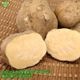 ��Ǽ���� ML (1��100��500g) 4kg 2026ǯ��