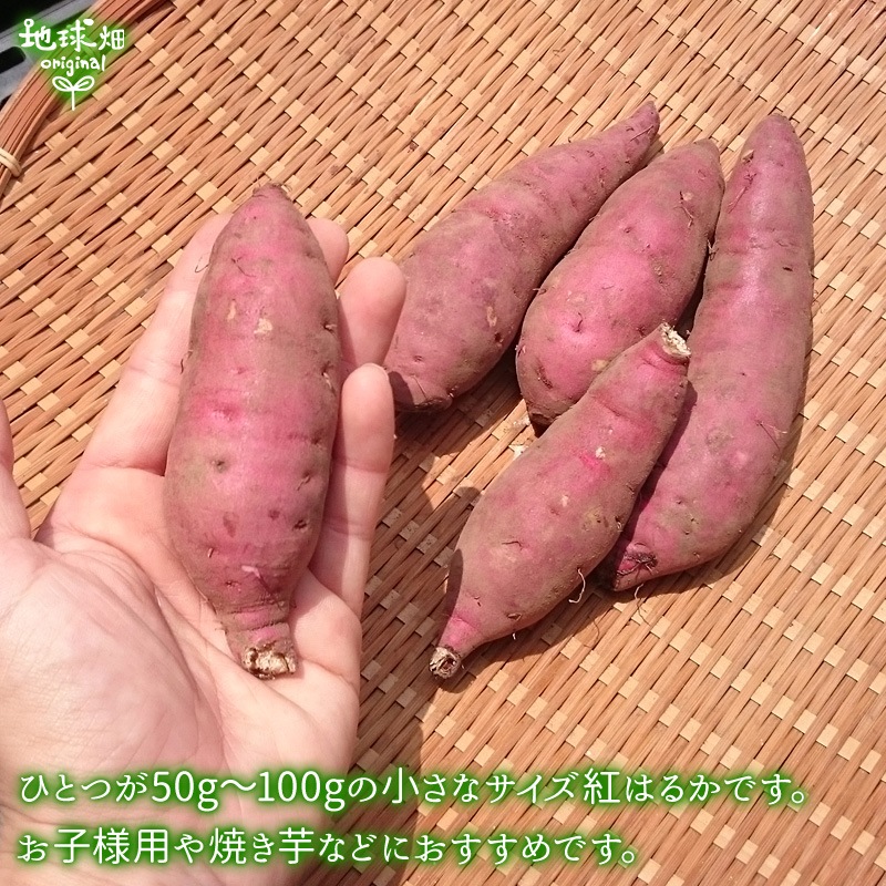 ȤϤ뤫 S (1100g̤) 18kg ȯ93