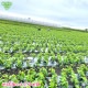 Ĥ鷺 Ʀ 150g50p ¢ ȯ6710