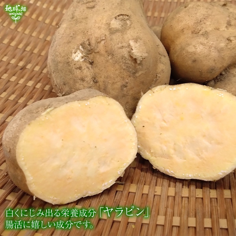 ��Ǽ���� S (1��50��100g) 2kg 2026ǯ��