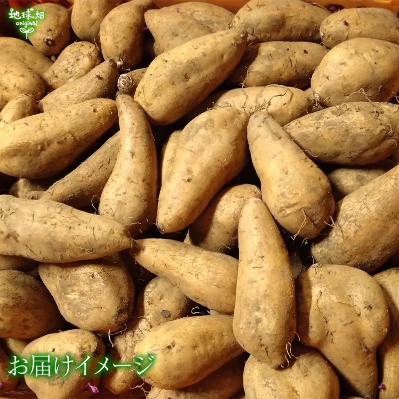 ��Ǽ���� S (1��50��100g) 2kg 2026ǯ��