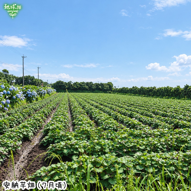 ��Ǽ�� S (1��100g̤��) 2kg 2026ǯ�� ȯ������9���