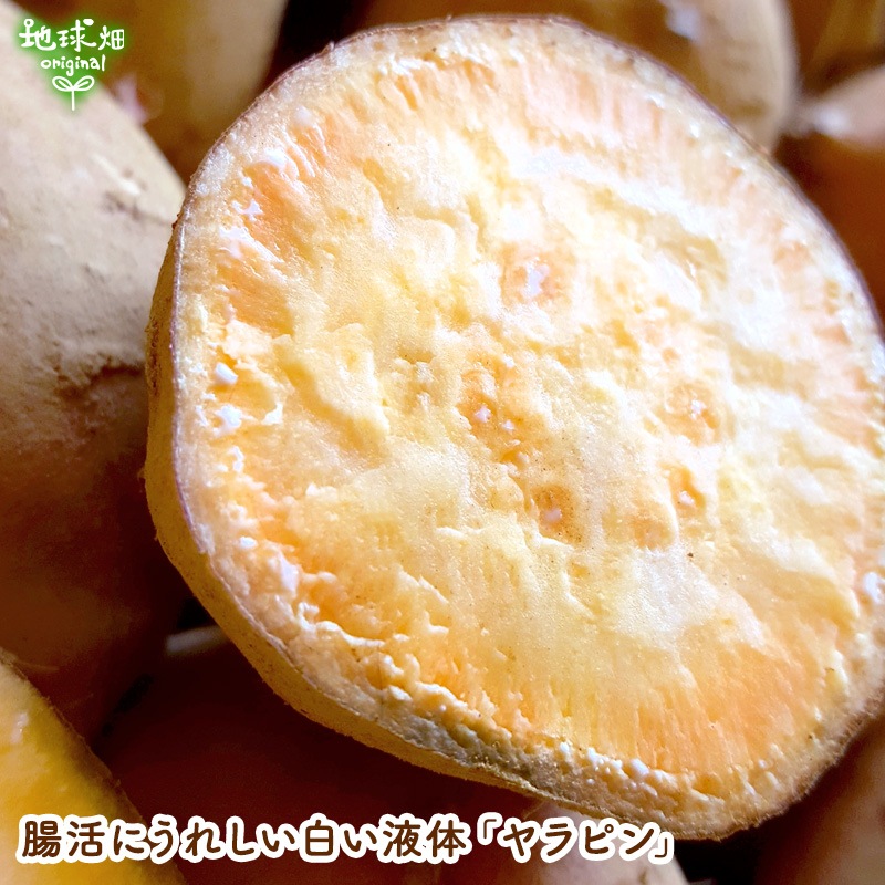 ��Ǽ�� S (1��100g̤��) 2kg 2026ǯ�� ȯ������9���