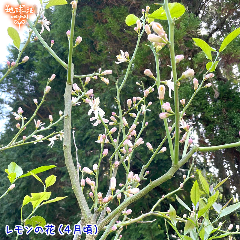 ����(�ޥ��䡼) 2kg ͭ������ ȯ������10���1��