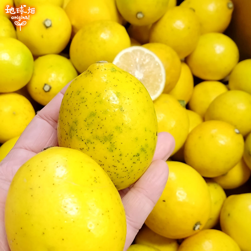 ����(�ޥ��䡼) 2kg ͭ������ ȯ������10���1��