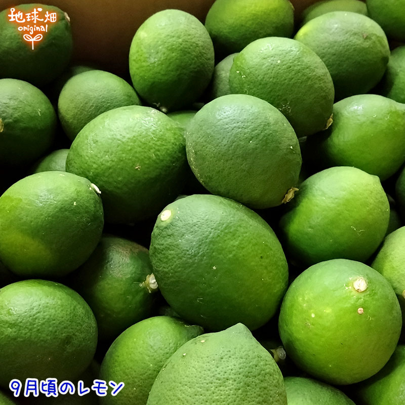 ����(�ޥ��䡼) 2kg ͭ������ ȯ������10���1��