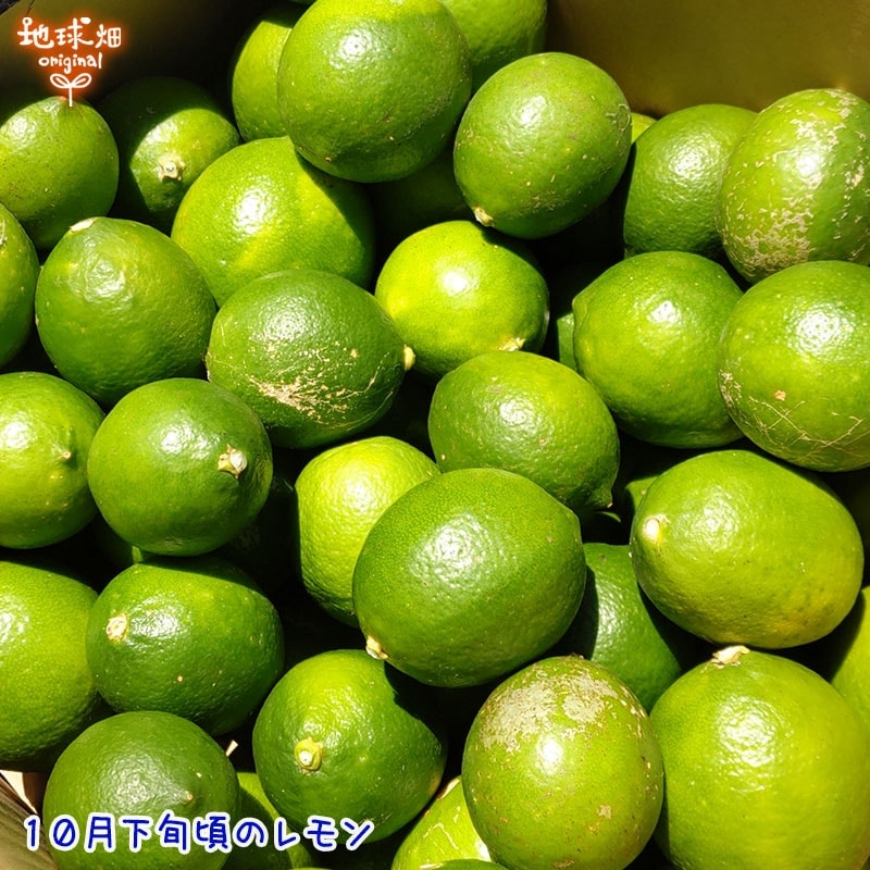 Enjoy Your Life様【自然栽培　宮崎産日南レモン】マイヤー10kg Amazon.co.jp: レモンシロップ 無添加 宮崎 日南レモン シロップ