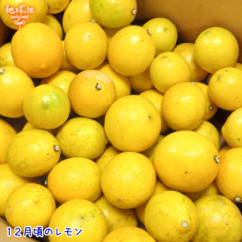 レモン(マイヤー) 2kg 有機栽培 発送期間10月～1月 | くだもの | 地球