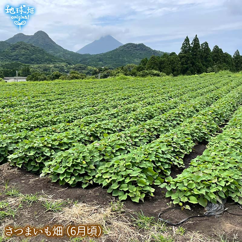 ��ʪ �ȤϤ뤫 600g (1��100��500g) ȯ������8���4�� 2026ǯ��