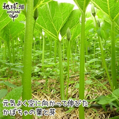 � ���ܤ��� ��10kg (4��10��) �����ʼ� ȯ������6����ܡ�7�11���1��