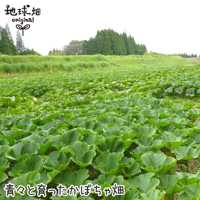 � ���ܤ��� ��10kg (4��10��) �����ʼ� ȯ������6����ܡ�7�11���1��