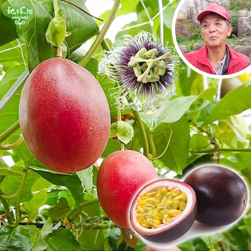 No.3-1 �����硦���椵���ͭ���ѥå����ե롼�� 1.2kg ȯ������7��ܡ�8����