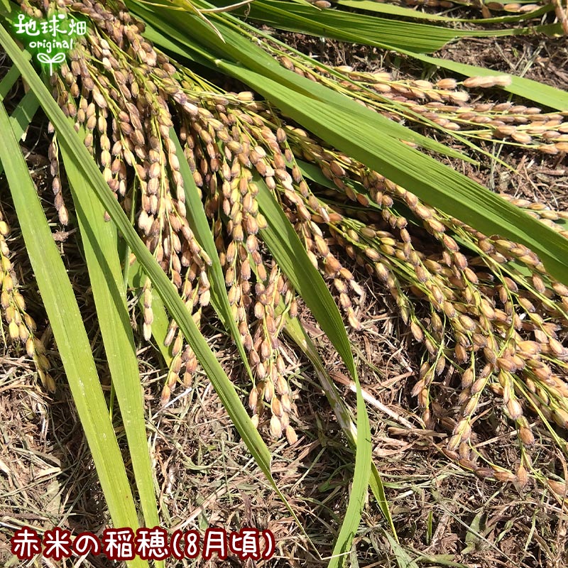 ͭ���Τ���(����) 800g