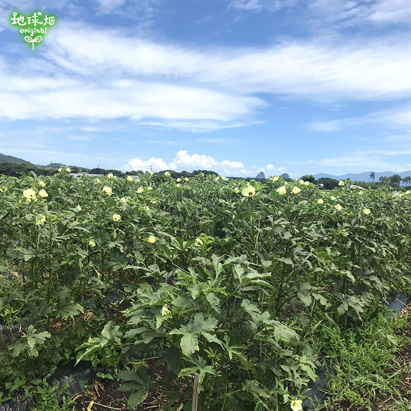オクラ 3kg 冷蔵便 発送期間6月～10月 | 箱売り野菜 | 地球畑【公式