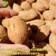 ��Ǽ�� S (1��100g̤��) 18kg ȯ������9���3��