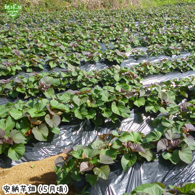 ��Ǽ�Ȱ� ML (1��100��500g) 2kg 2026ǯ�� ȯ������9���