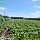 ��Ǽ�Ȱ� ML (1��100��500g) 2kg 2026ǯ�� ȯ������9���