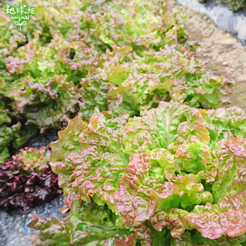 サニーレタス 0ｇ パック売り野菜 地球畑 公式 オンラインショップ