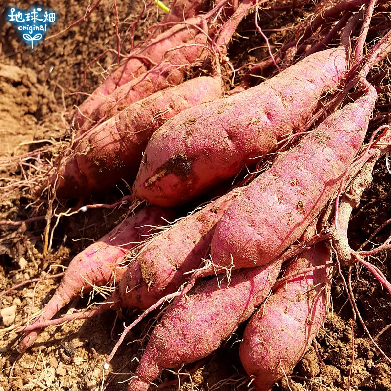 �ȤϤ뤫 ML (1��100��500g) 4kg ȯ������8������4��