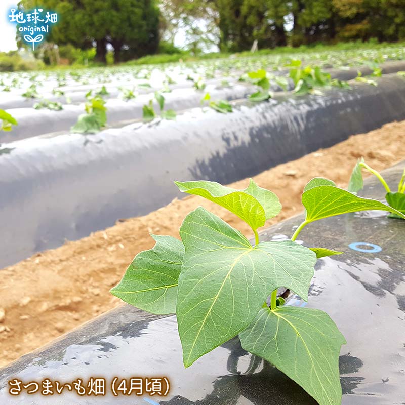 �ȤϤ뤫 ML (1��100��500g) 9kg ȯ������8���3��