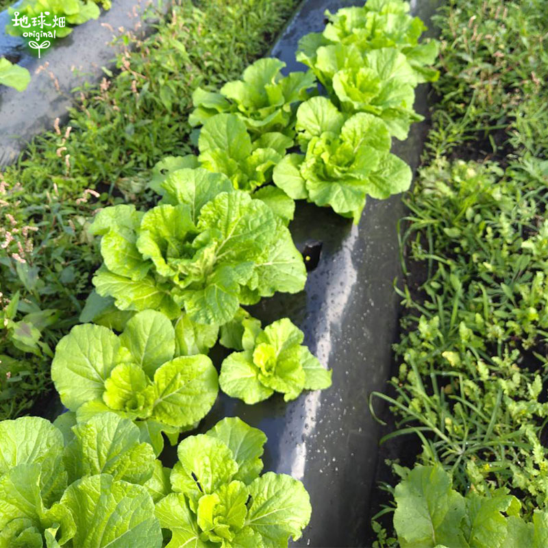 ��� 2S 1�� (500g��800g) ȯ������12��ܡ�