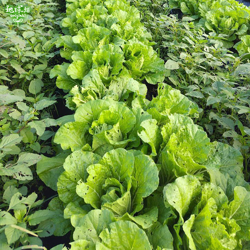 ��� 2S 1�� (500g��800g) ȯ������12��ܡ�