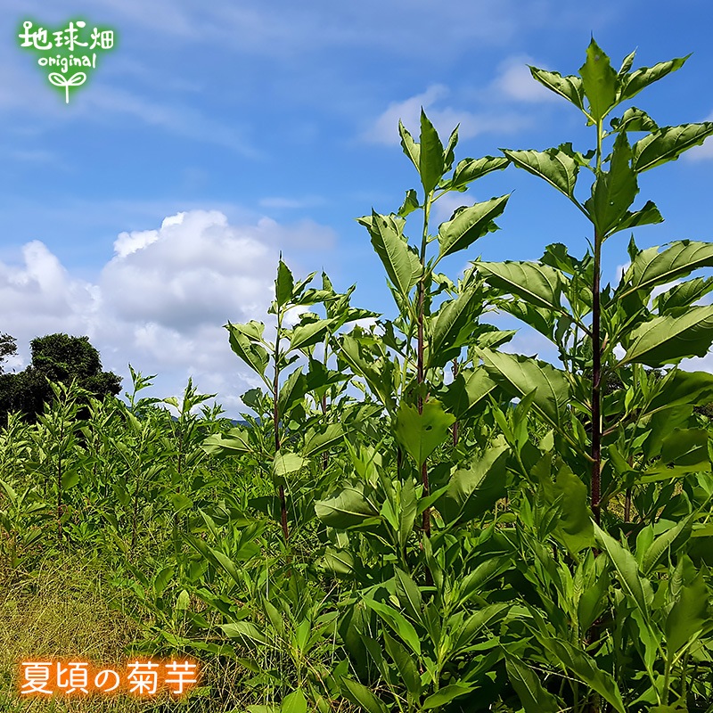 ������ࡡ�ư򥳡��ҡ��ա��ʥƥ����ѥå���