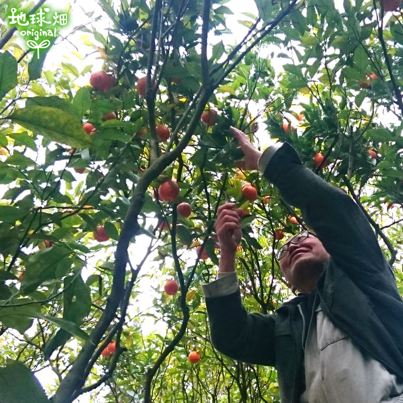 �ݤ󤫤� ���500g�ѥå� ȯ������12��ܡ�2����� �ݥ󥫥�