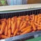 䤢꤬Ȥޤ Ƥͭͻ ML 20kg ڻľ̵ ϰ ľ