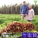 䤢꤬Ȥޤ Ƥͭͻ ML 20kg ڻľ̵ ϰ ľ