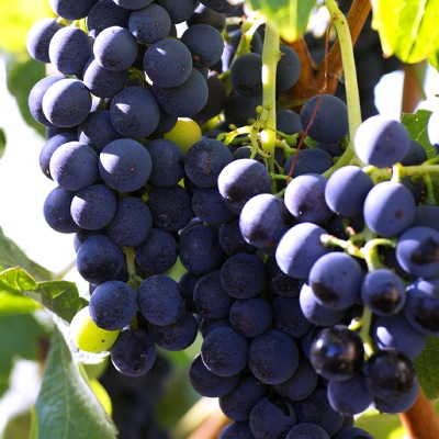 No.4-4 ���ܸ�����¼����ε��� 1kg ��¢�ءڻ���ľ��������̵����