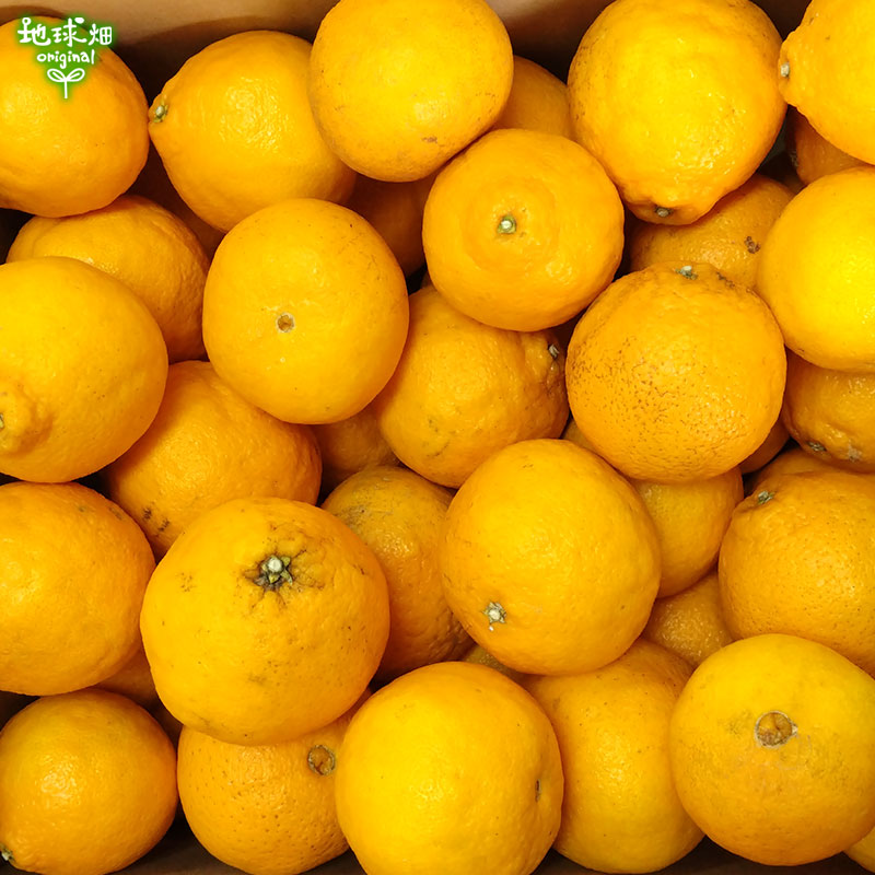 �Ĥ�鷺�� ���β�(����̤�) ���1�ĥѥå� ͭ������ ȯ������1��ܡ�3��