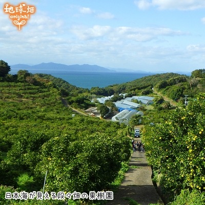 �Ĥ�鷺�� ���β�(����̤�) ���1�ĥѥå� ͭ������ ȯ������1��ܡ�3��