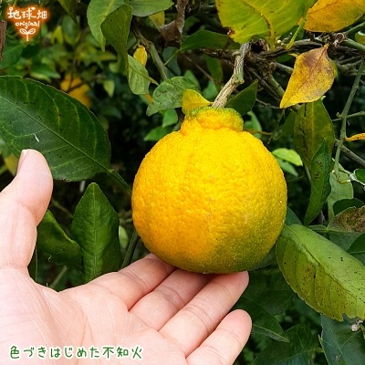 �Ĥ�鷺�� ���β�(����̤�) ���1�ĥѥå� ͭ������ ȯ������1��ܡ�3��