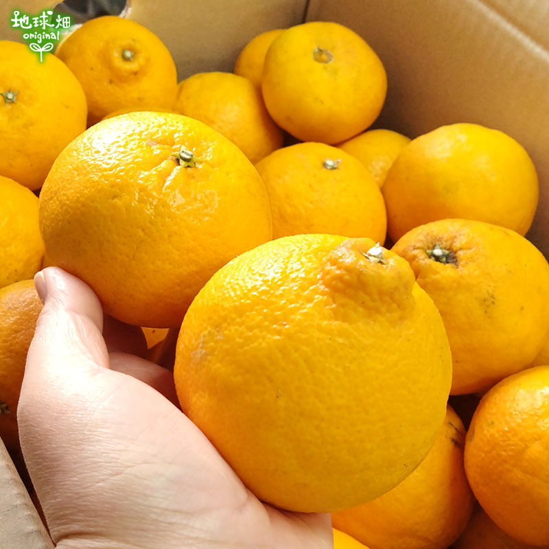 �Ĥ�鷺�� ���β�(����̤�) ���1�ĥѥå� ͭ������ ȯ������1��ܡ�3��