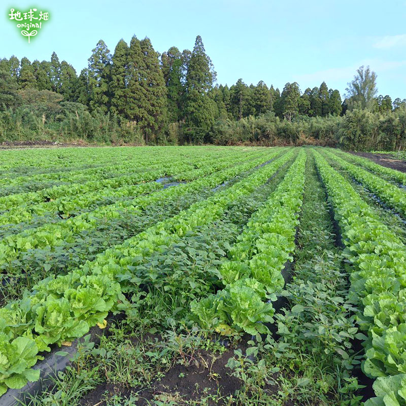 ��� S 1�� (800g��1.2kg) ȯ������12��ܡ�