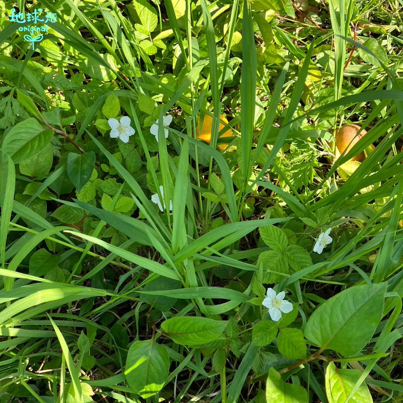 ���Ĥ���β����մ��ʤ�����Ф󤫤�� 10kg ȯ������4���5����