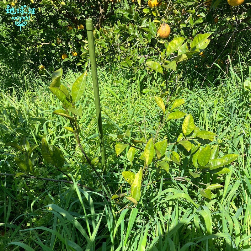 ���Ĥ���β����մ��ʤ�����Ф󤫤�� 10kg ȯ������4���5����