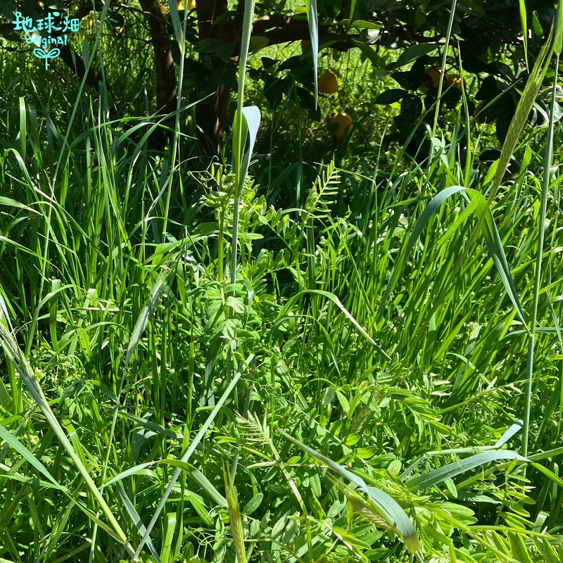 ���Ĥ���β����մ��ʤ�����Ф󤫤�� 10kg ȯ������4���5����