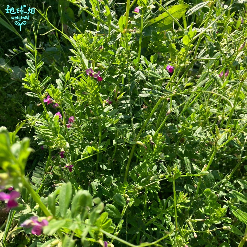 ���Ĥ���β����մ��ʤ�����Ф󤫤�� 10kg ȯ������4���5����