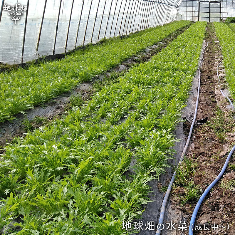 ��� 150g ��¢�� ȯ������11��ܡ�2��